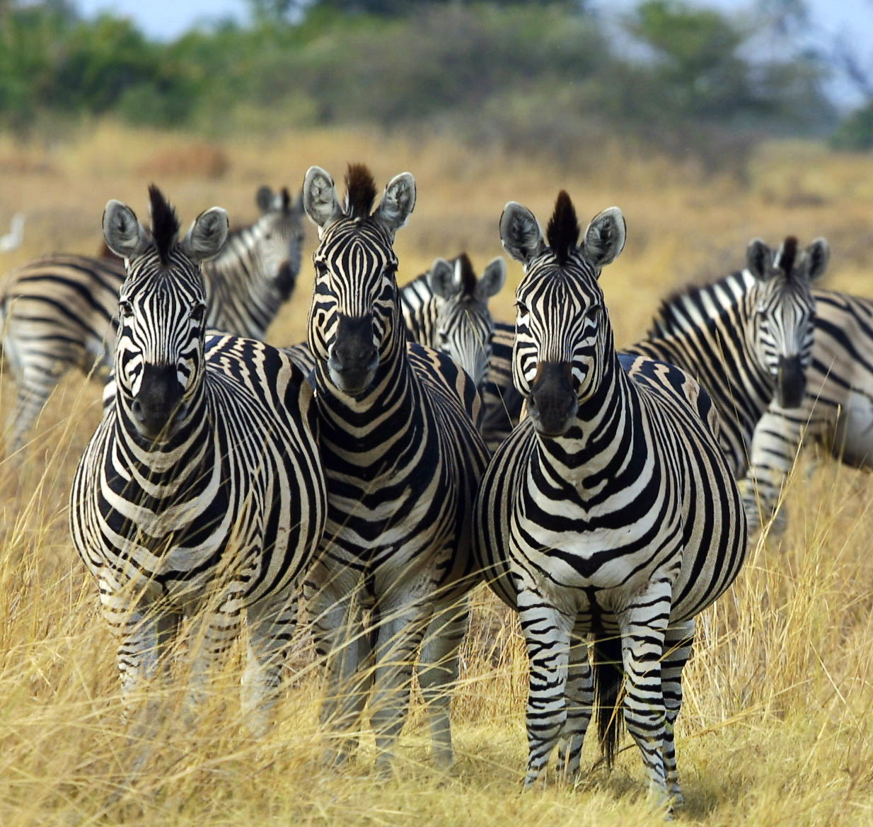 Zebra_Botswana_edit02.jpg